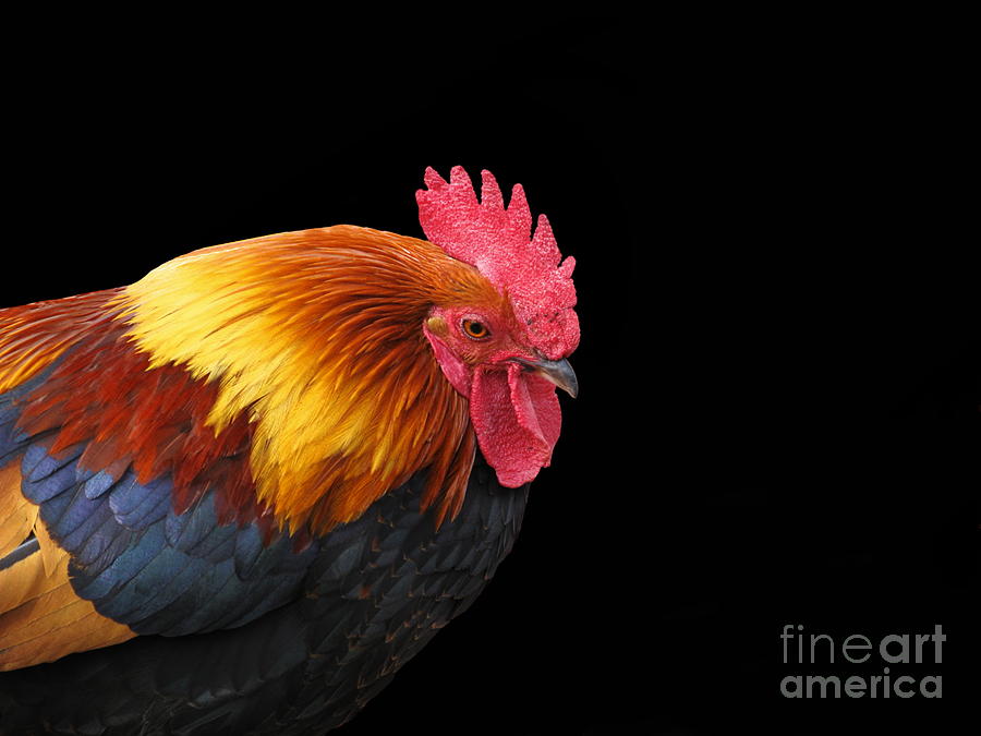 Rooster Chicken Welsumer Wattle Photograph by Sassy1902