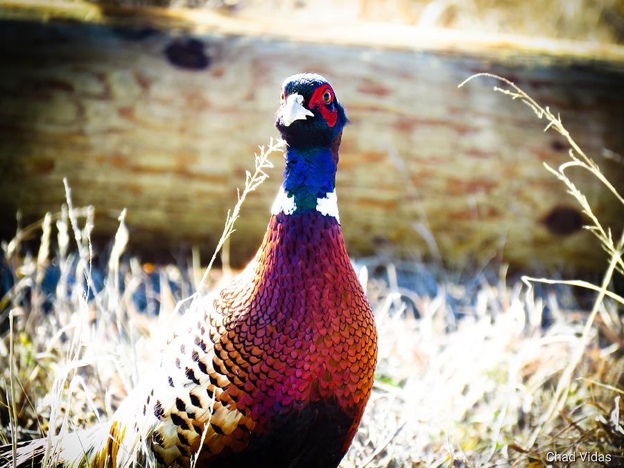 Rooster Cogburn Photograph