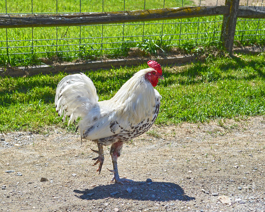 Rooster Crossing The Road Photograph