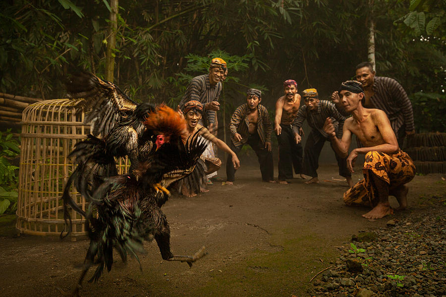 Rooster Fighting Culture Photograph by Indra Achmad