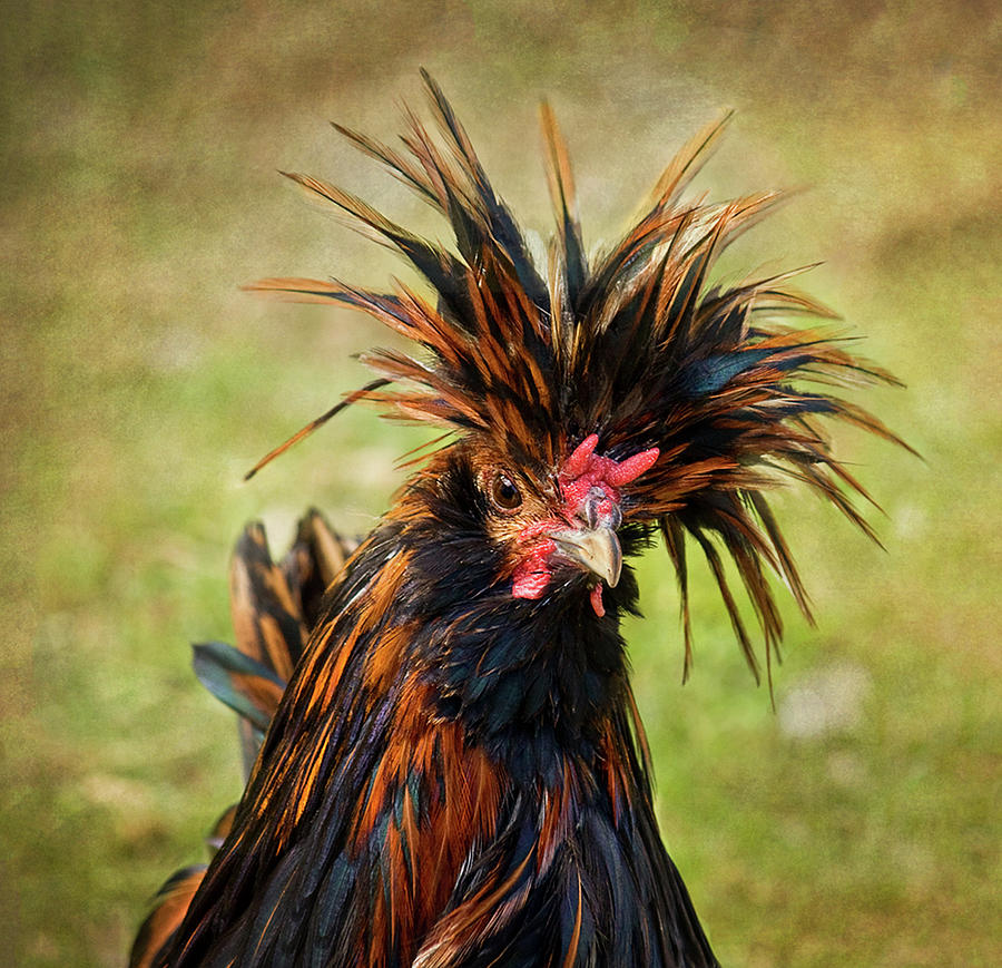 Rooster Photograph by Melinda Moore