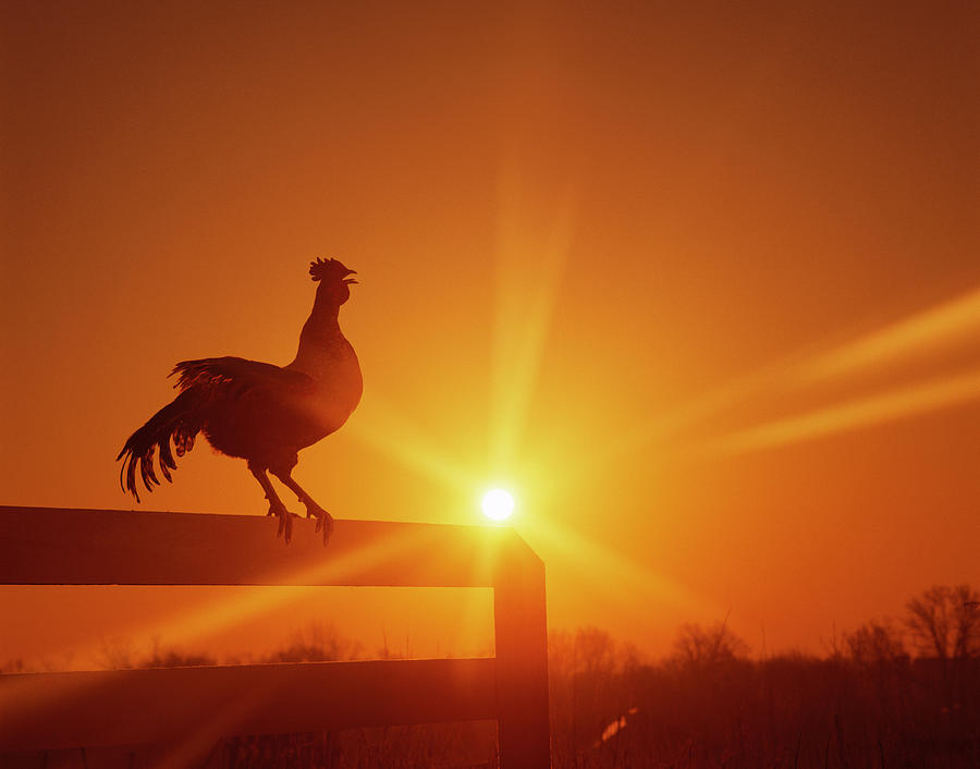 Rooster On Fence At Dawn, Crowing Photograph by Andy Sacks