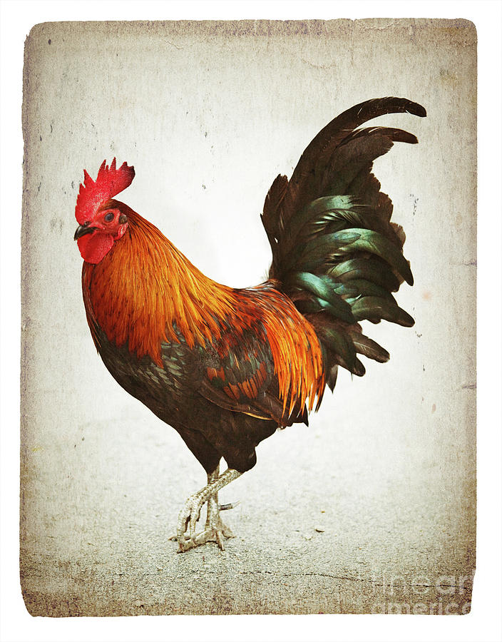 Rooster On Grunge Sepia Paper Photograph by Thepalmer