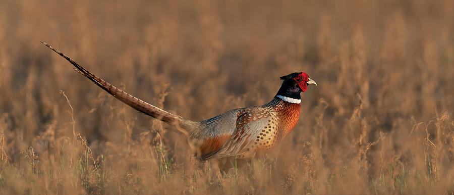 Wildlife Photograph - Rooster Pheasant evening light by Gary Langley
