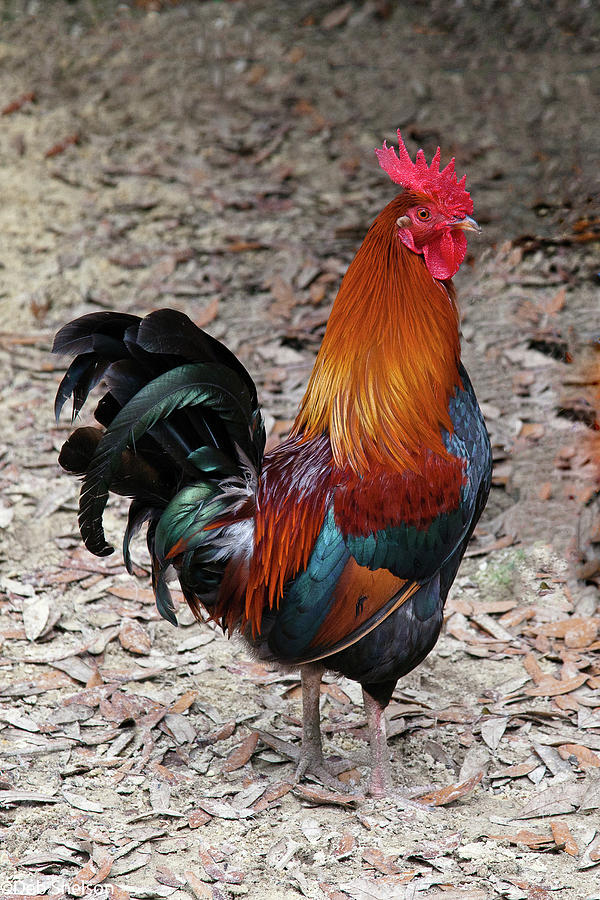 Rooster Photograph by Photography By Deb Snelson