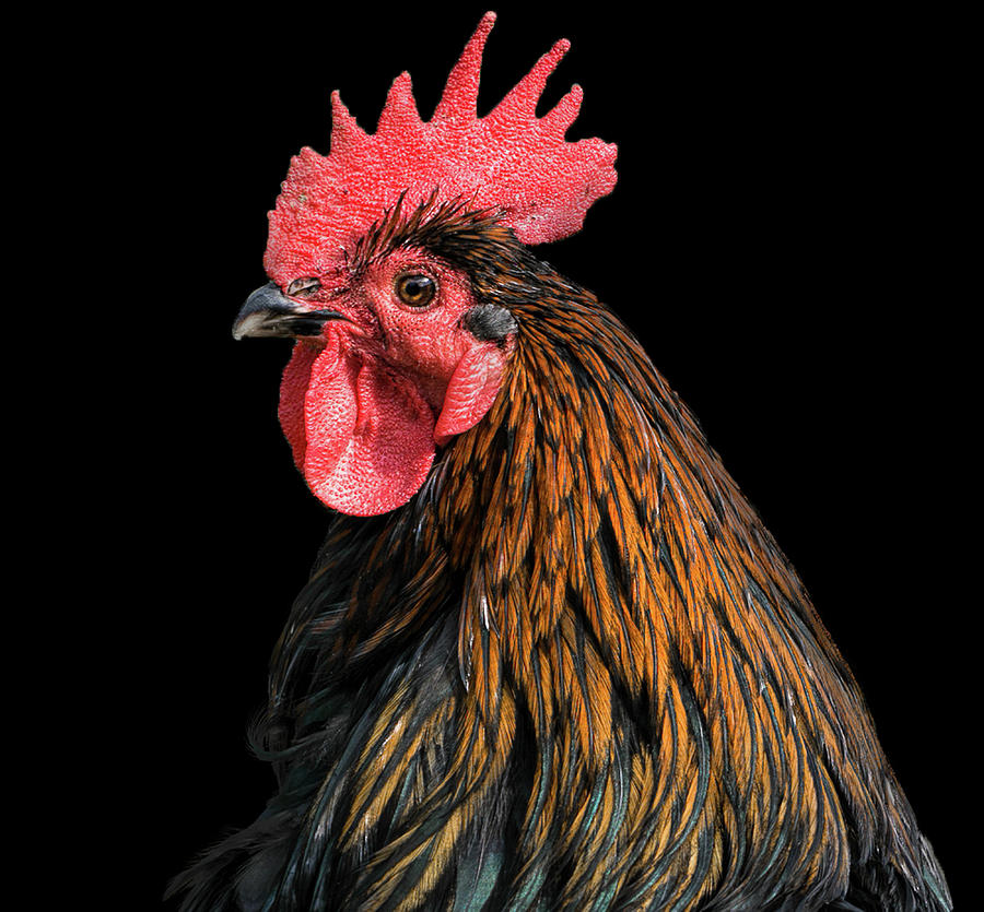 Rooster portrait - Rhode island red chicken Photograph by Carolyn Smith