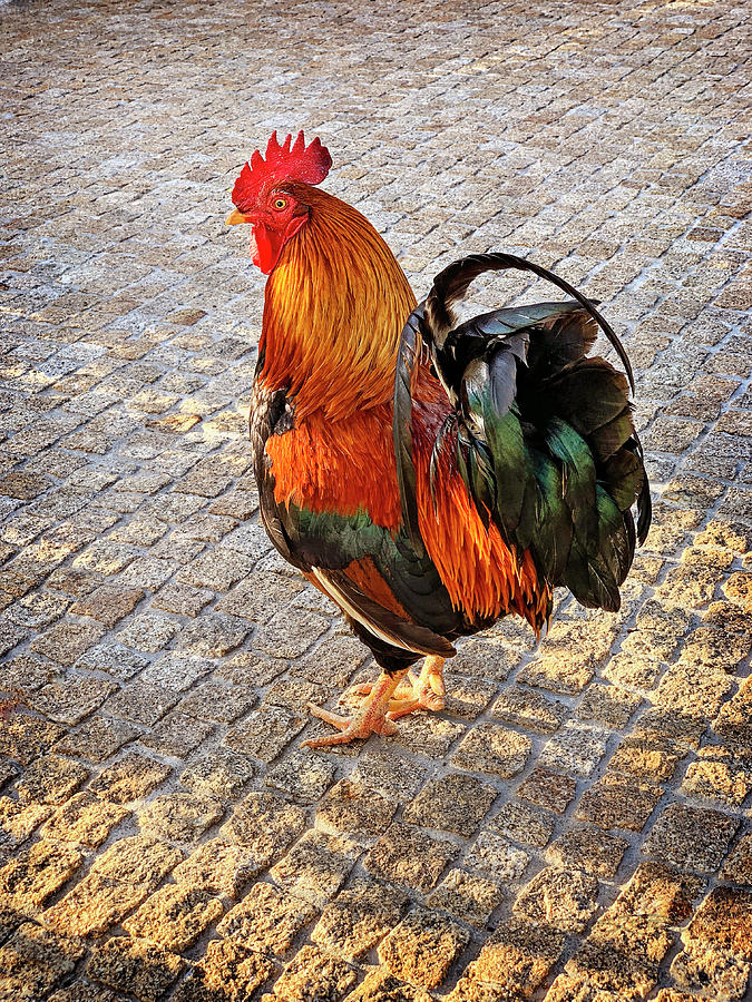 Rooster Strut Photograph