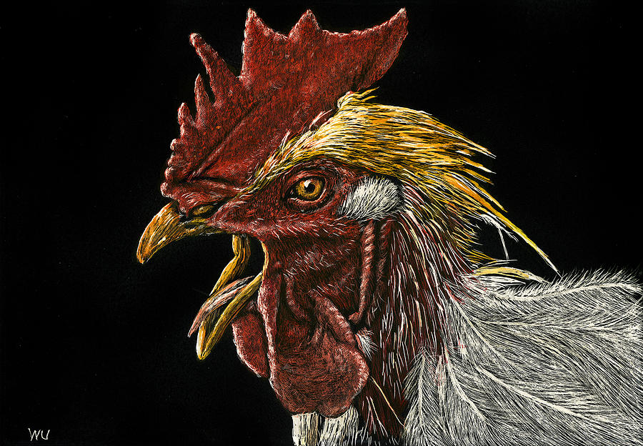 Rooster Drawing by William Underwood Rooster Drawing by William Underwood