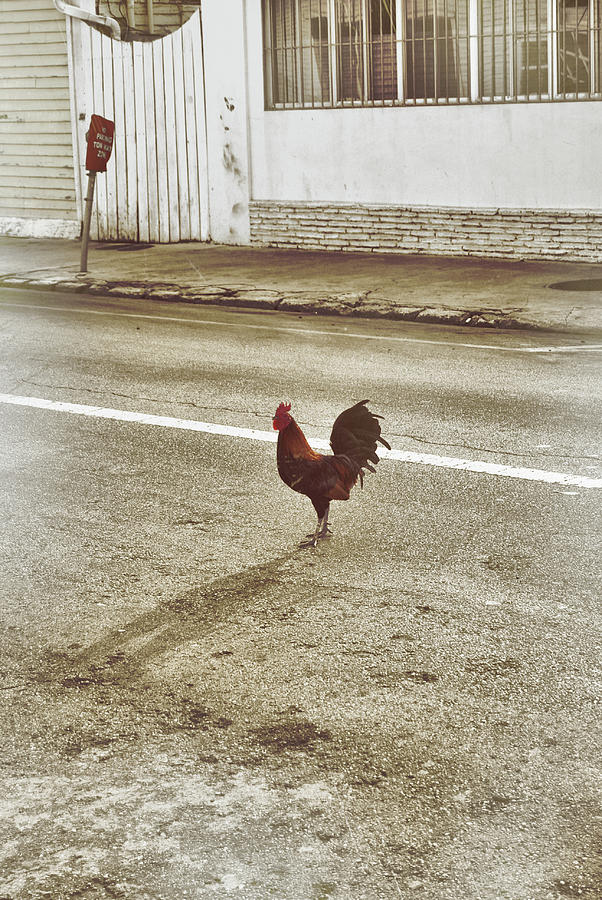 Rooster Photograph - Rooster Xing by JAMART Photography