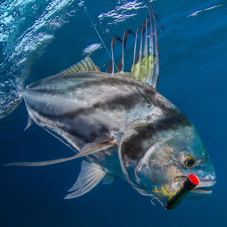 Roosterfish Photos