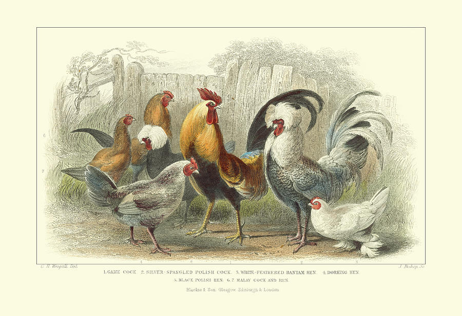 Roosters & Hens Painting by J. Stewart - Fine Art America