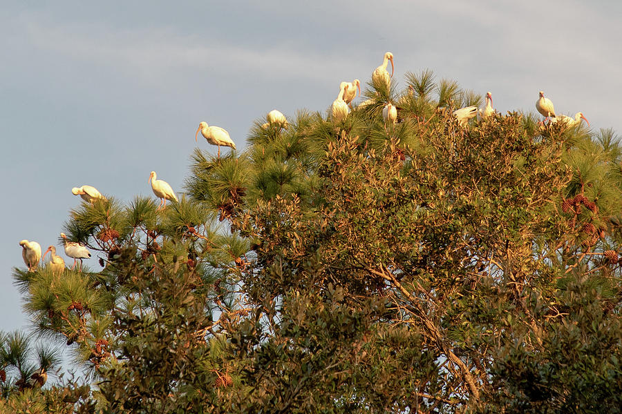 Roosting Egrets Photograph by Dennis Schmidt