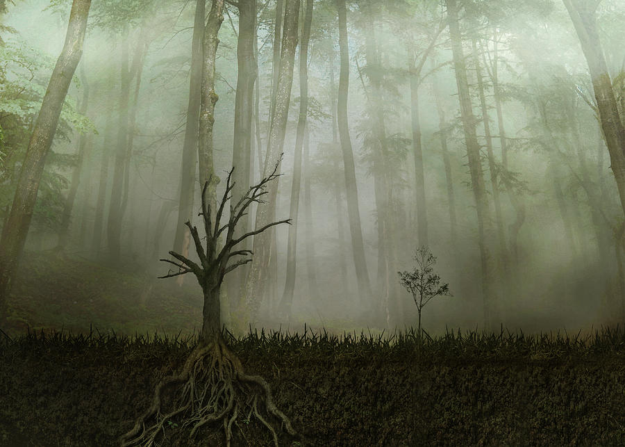 Tree Photograph - Root 1 by Aryana Golchin