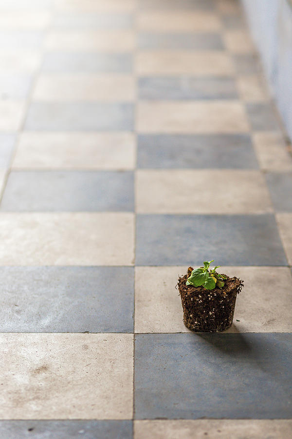 Root Ball On Checkered Floor Photograph by Vivida Photo PC