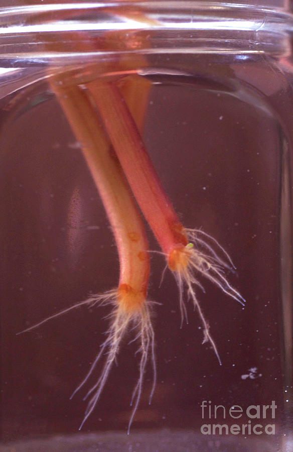 Root Formation Photograph by M J Higginson/science Photo Library