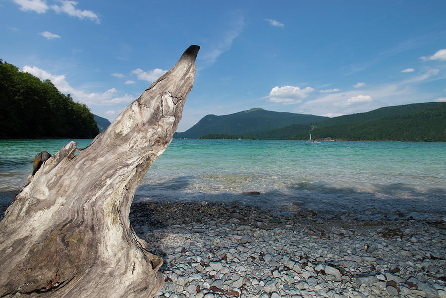 Root On The Shore Of Lake Walchensee Overlooking Jochberg, Walchensee, Bavaria, Germany Photograph by Christoph Olesinski