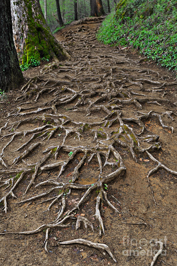 Root Path Photograph by Eric Liller