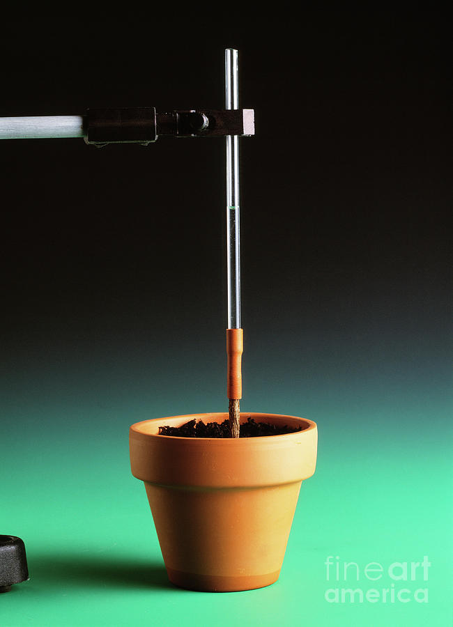 Root Pressure Experiment Photograph by Martyn F. Chillmaid/science Photo Library