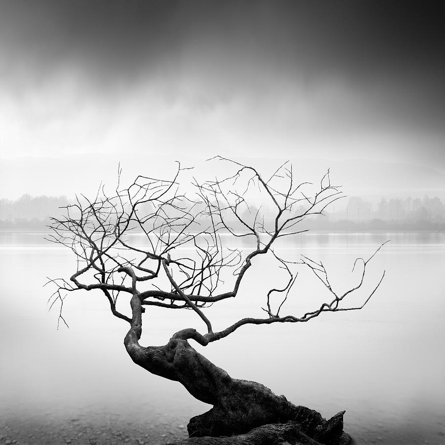 Black And White Photograph - Root To Branches by George Digalakis