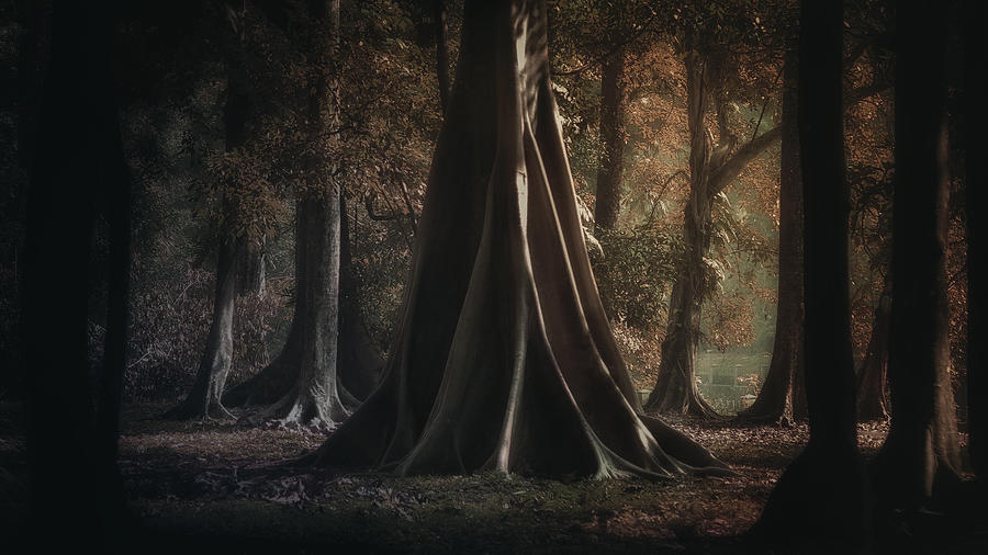 Tree Photograph - Root To Nirvana by Rudi Gunawan