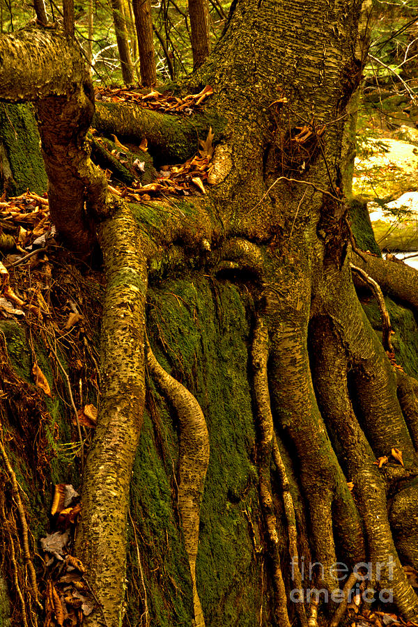 Rooted Photograph by Adam Jewell
