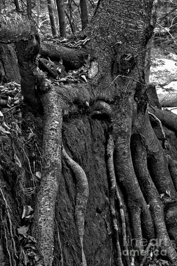 Rooted Black And White Photograph by Adam Jewell