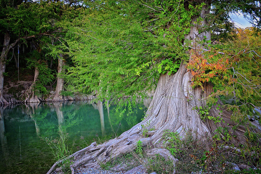 Rooted by the River Photograph by Lynn Bauer