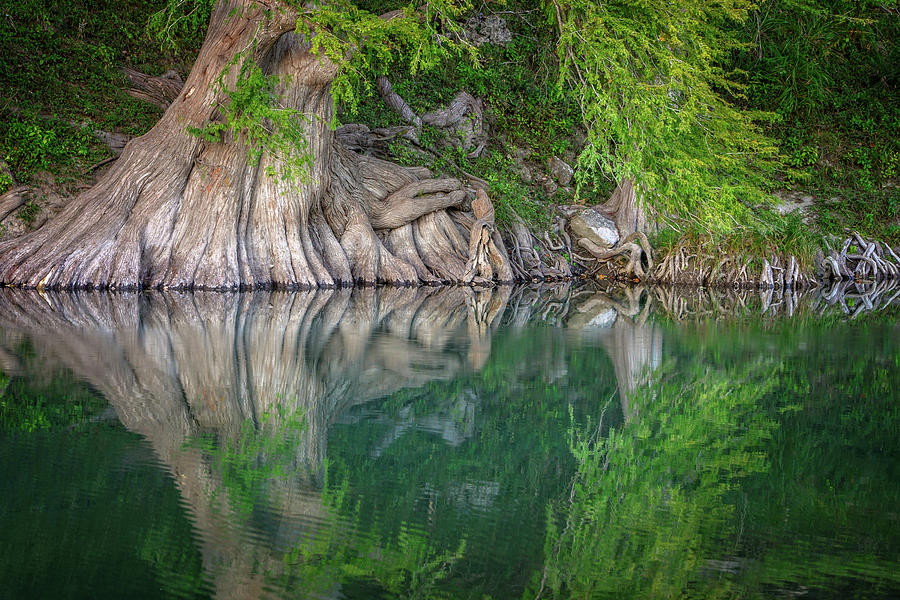 Rooted in Reflections Photograph by Lynn Bauer