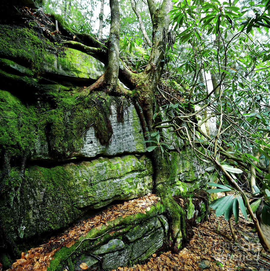 Roots And Rocks Photograph by Paul Mashburn
