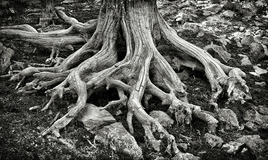 Roots and Rocks Photograph by Robert Woodward