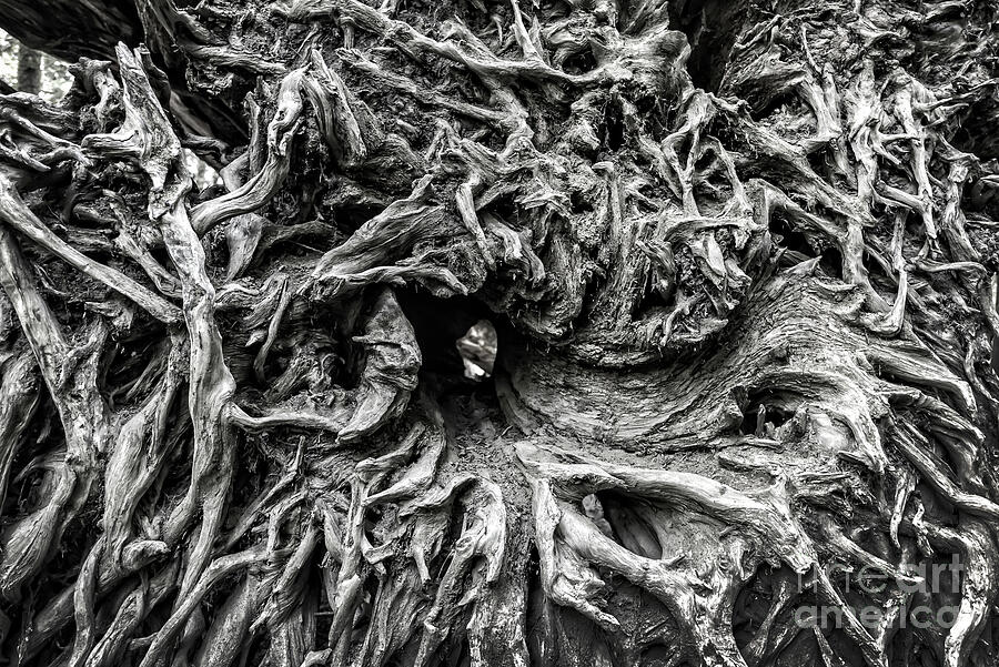 Roots, black and white nature abstract Photograph by Delphimages Photo Creations