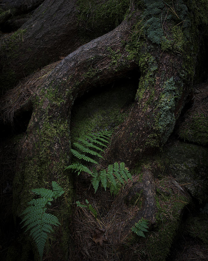 Tree Photograph - Roots by Emma Zhao