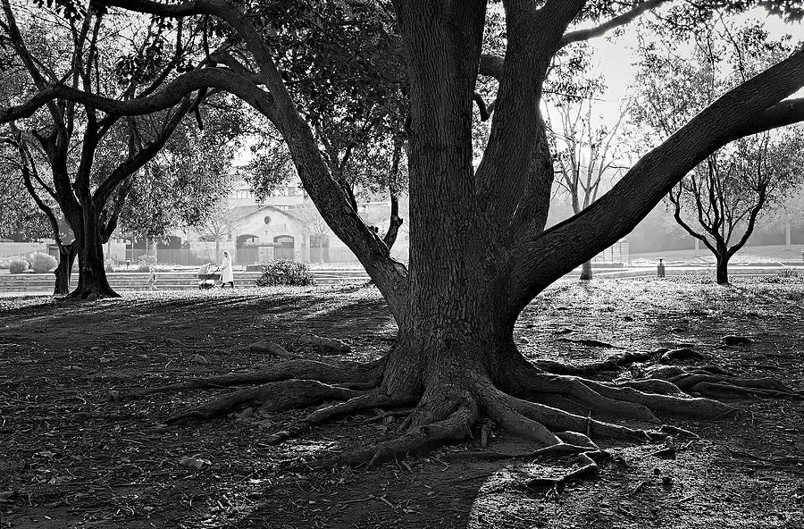 Tree Photograph - Roots by Francesco Del Santo