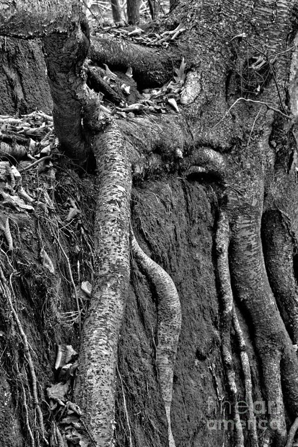 Roots In The Pennsylvania Forest Black And White Photograph by Adam Jewell