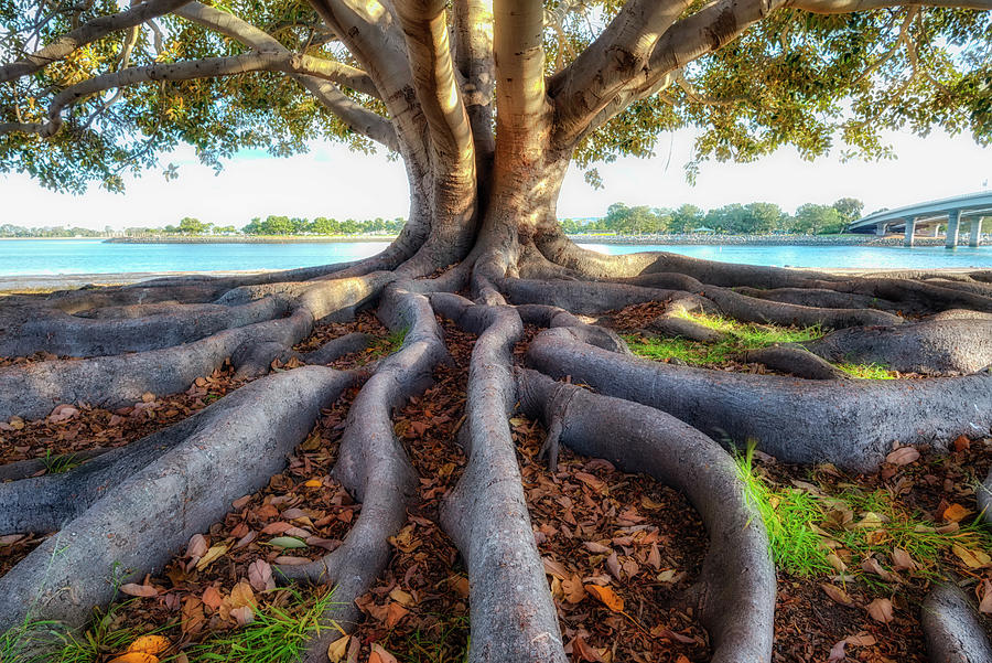 Pattern Photograph - Roots by Joseph S Giacalone