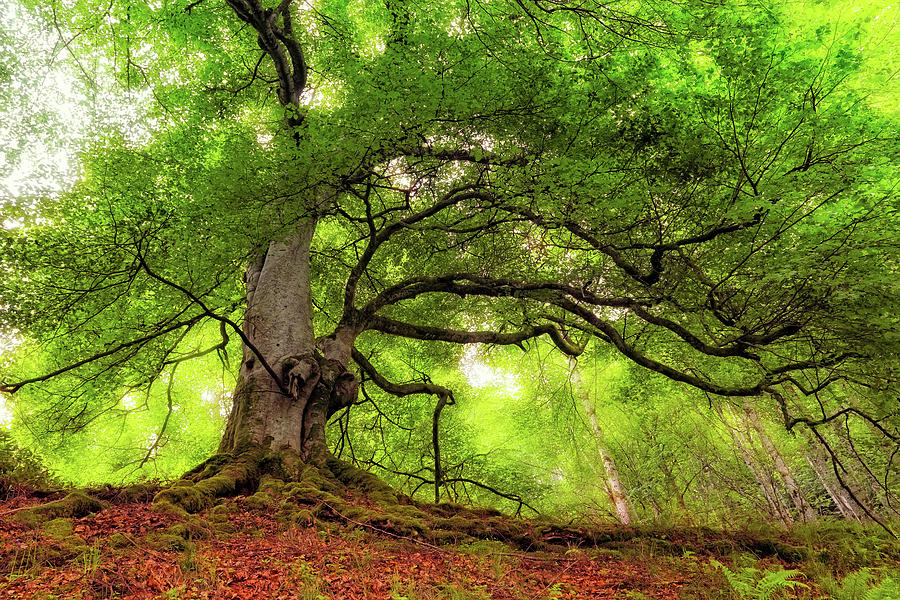 Roots of Taymouth Estate - Scotland - Beech Tree Photograph by Jason Politte