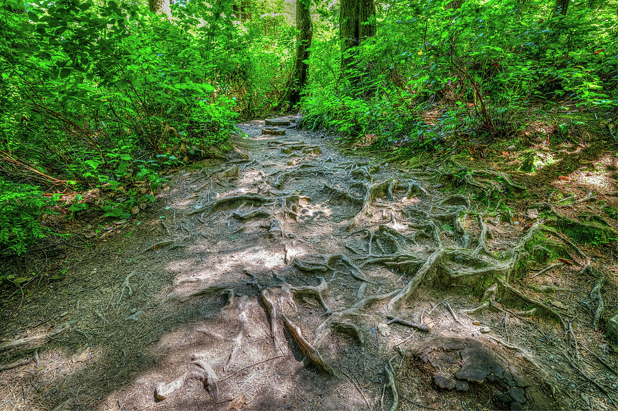 Roots of the Pacific Northwest Photograph by Spencer McDonald