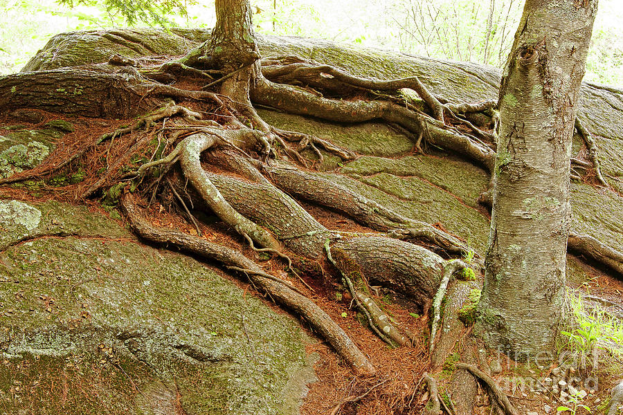 Roots on Rock Photograph by Tom Cameron