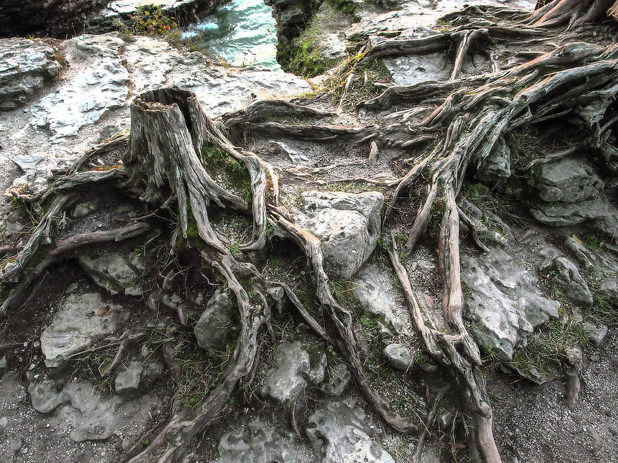 Roots on Rocks Photograph by James C Richardson