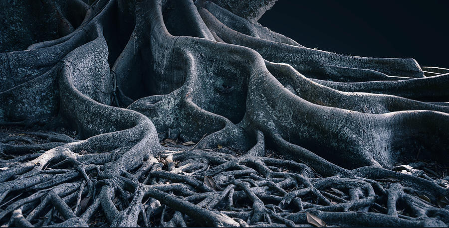 Tree Photograph - Roots by Sheena Gu