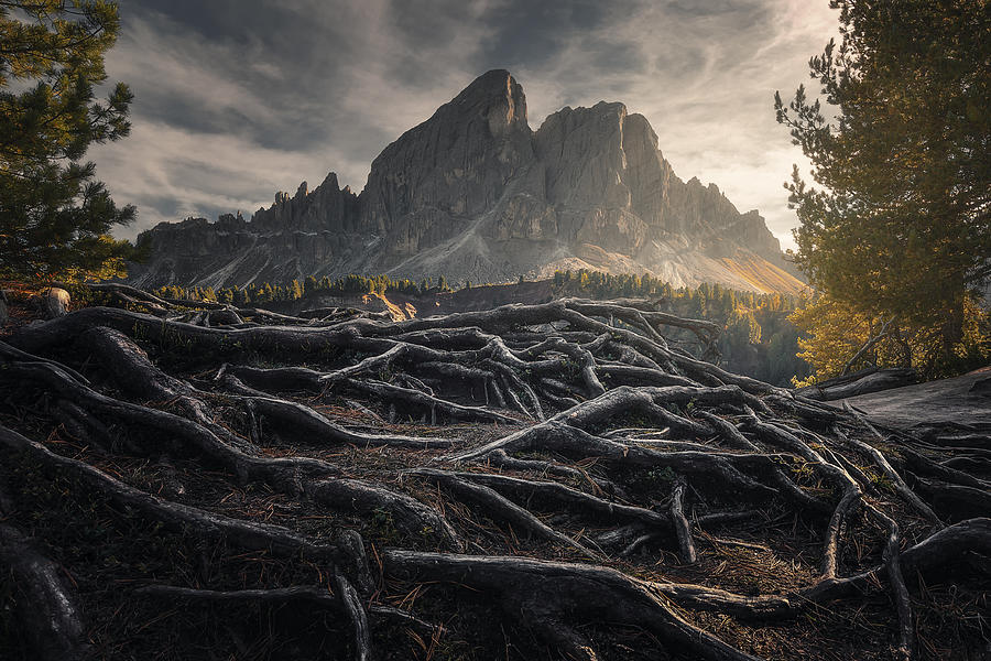 Mountain Photograph - Roots by Thomasdefranzoni