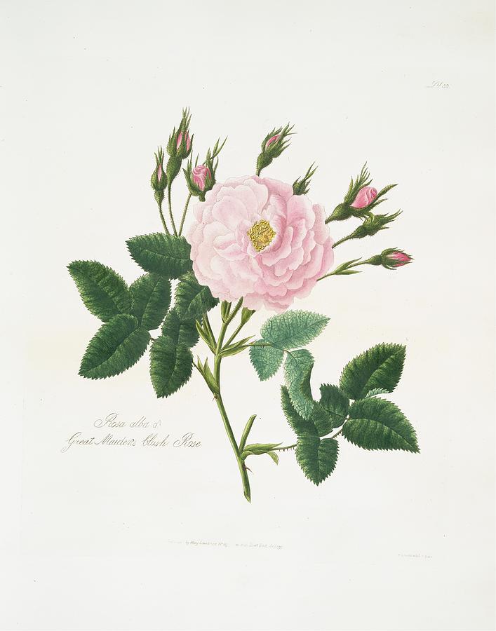 Rosa Alba Or Great Maiden?s Blush Rose Painting by Mary Lawrance - Fine ...