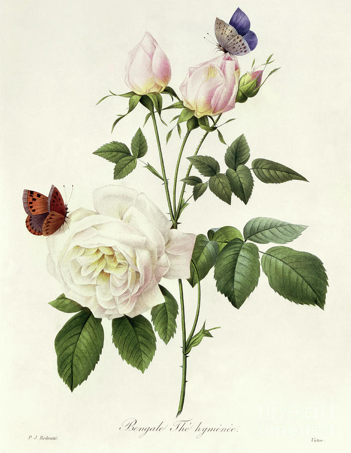 Rosa Bengale the Hymenes by Redoute Painting by Pierre Joseph Redoute