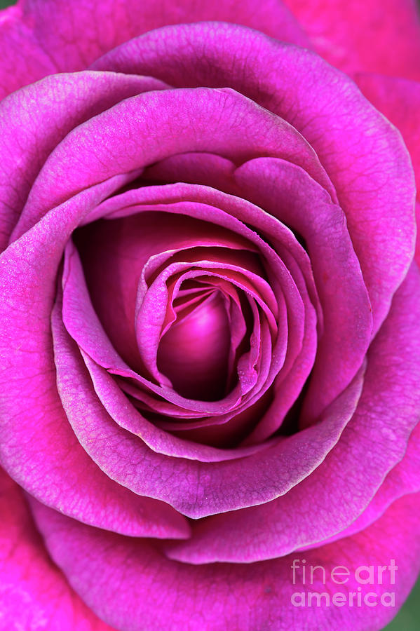 Rosa Big Purple Flower Photograph by Tim Gainey