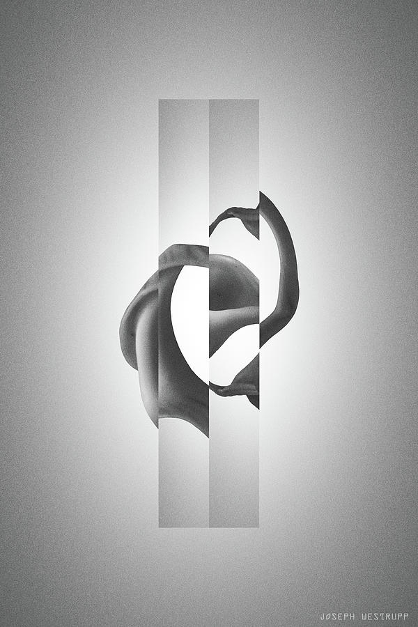 Rosa Black - Surreal Abstract Seashell Rose by Joseph Westrupp Rosa Black - Surreal Abstract Seashell Rose by Joseph Westrupp