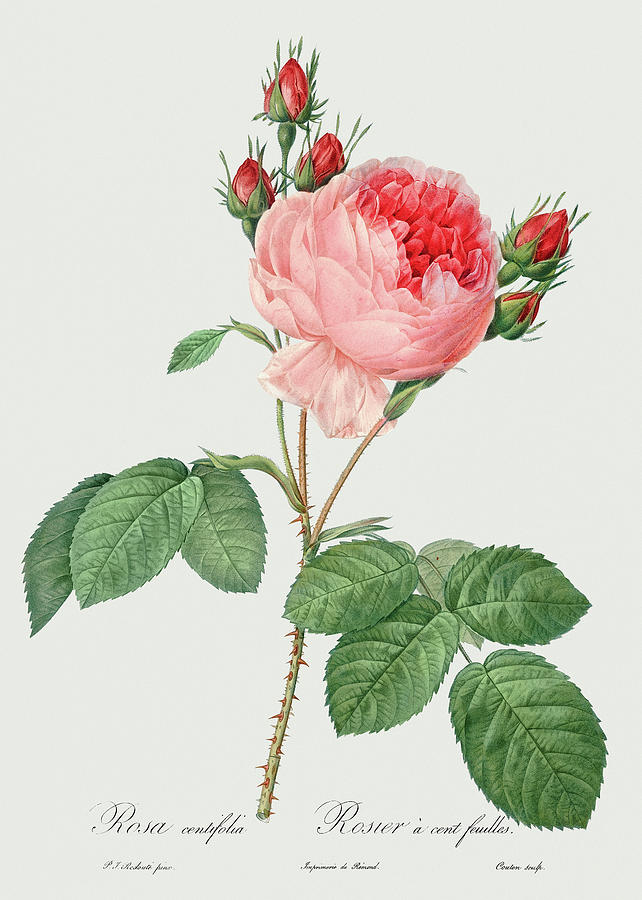 Rose Painting - Rosa Centifolia, 1817 by Pierre-Joseph Redoute