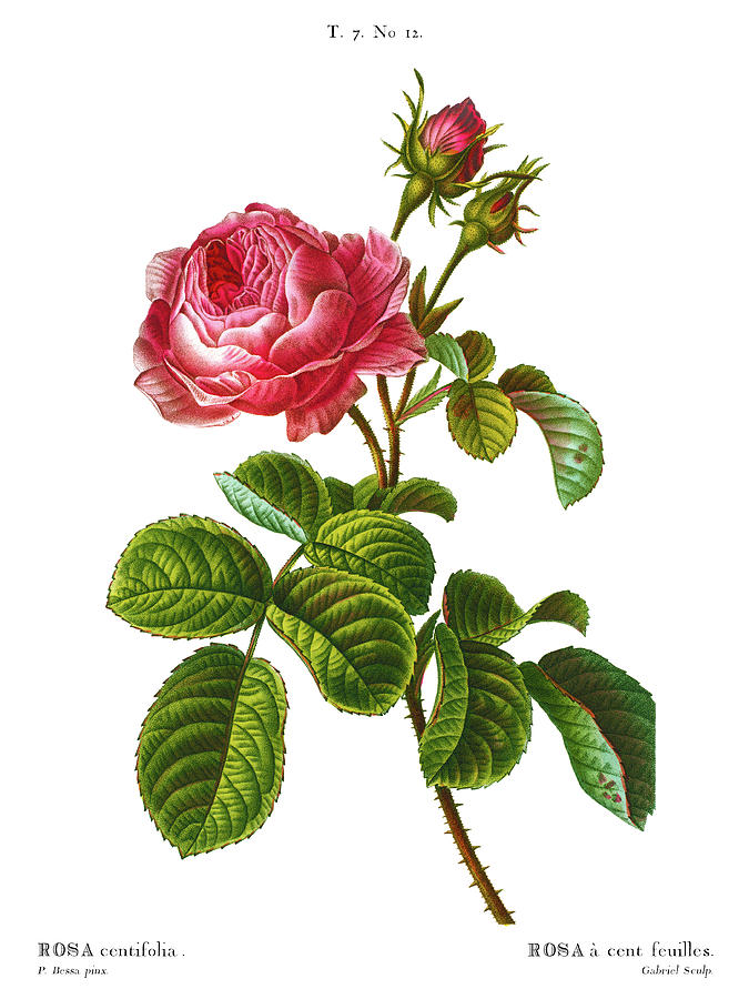 Rosa Centifolia, Pale Rose, Hundred Leaved Or Cabbage Rose, Plate 12 By Pierre Joseph Redoute Drawing