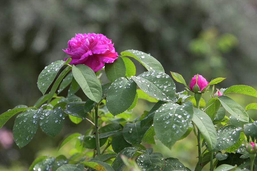 Rosa Damascena rose De Resht, Often Flowering, Fragrant Photograph by Karlheinz Steinberger