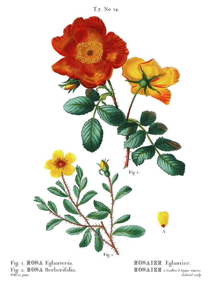 Rosa Eglanteria, Rosier Eglantier, Rosa Berberifolia, Eglantine, Sweetbrier Rose, Plate 14 Drawing