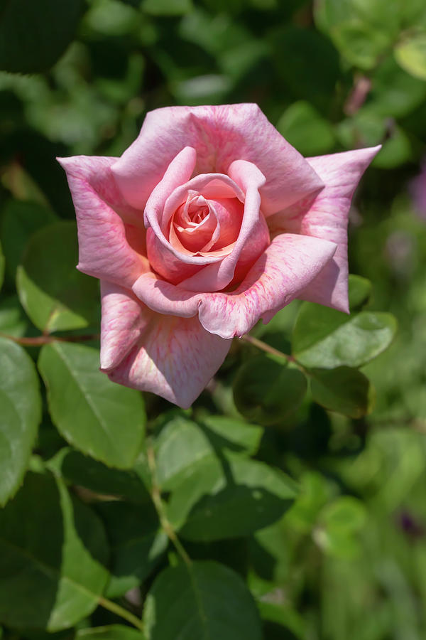 Rose Photograph - Rosa Freckles by Dawn Cavalieri